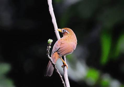 陽台養鳥風水|【家裡養鳥好嗎】家裡養鳥好嗎？千萬別犯這些風水禁忌，小心招。